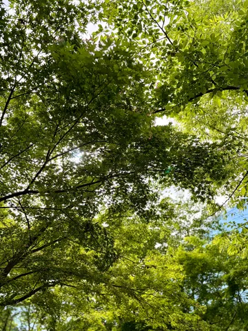 木漏れ日の優しい光