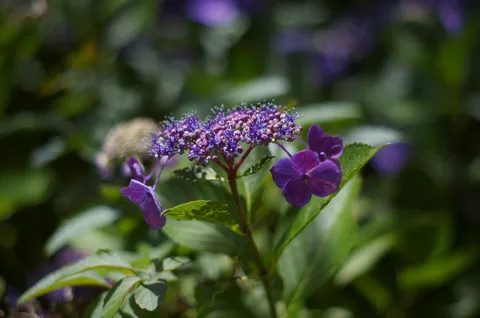 紫陽花の甘い囁き
