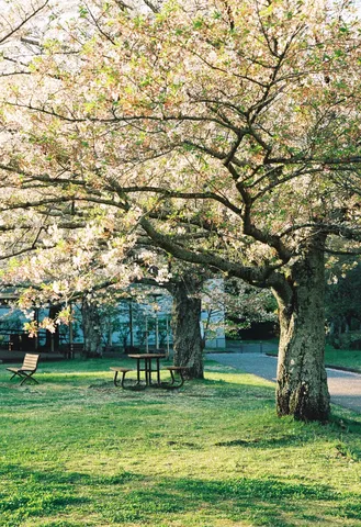 桜咲く、静かな休息