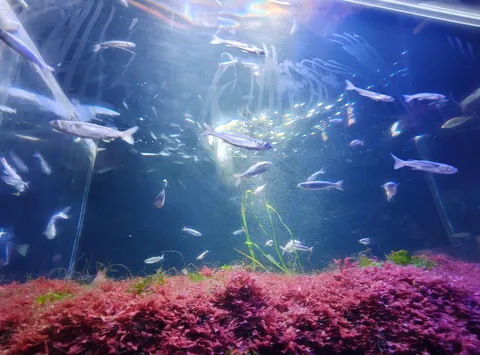 水中サンゴ礁の旅