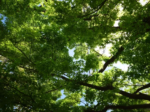 まぶしい葉っぱの天井
