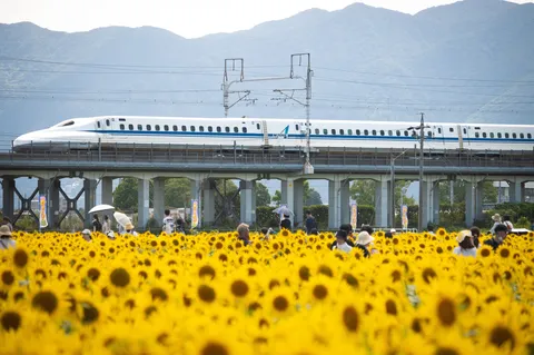 ひまわり畑を走る白い列車