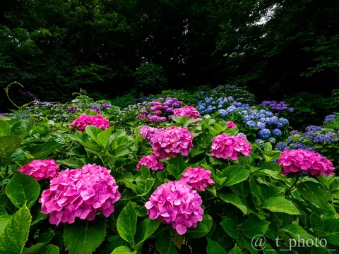 紫陽花の絨毯、雨上がりの緑