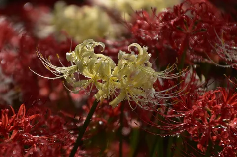 雨露に濡れる、蜘蛛花の優雅