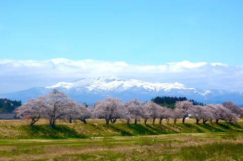 山肌を彩る桜並木