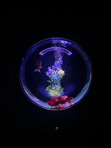 水中バルーンに映る幻想的な世界