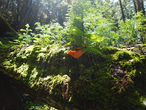 苔と光の小さな道標