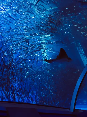 サメとイワシの大群、青の世界