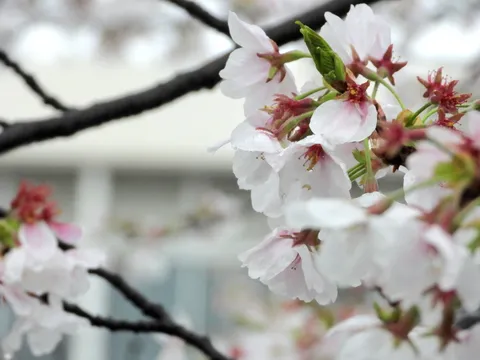 雨粒宿る、桜のやさしさ
