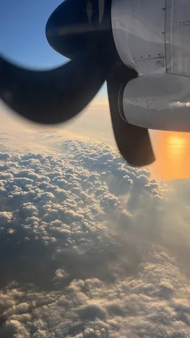 翼が染める朝の風景