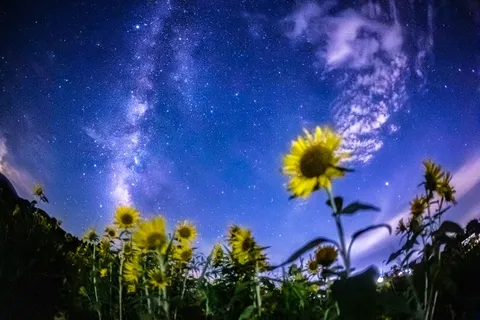 星降るひまわり畑の夜