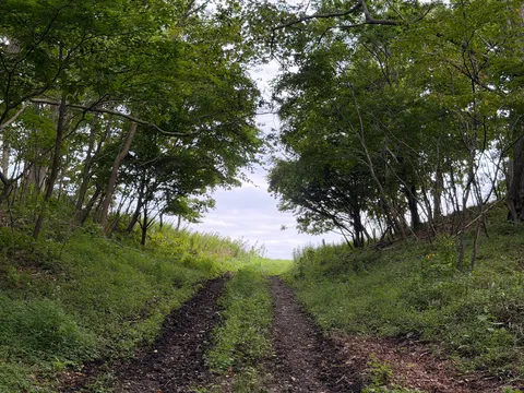 木陰の静かな小道