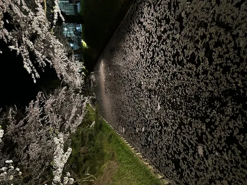 夜の川を彩る花筏