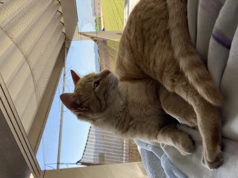 日向ぼっこの猫