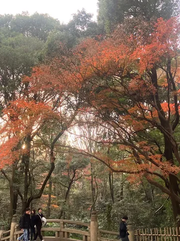 紅葉彩る木漏れ日の道