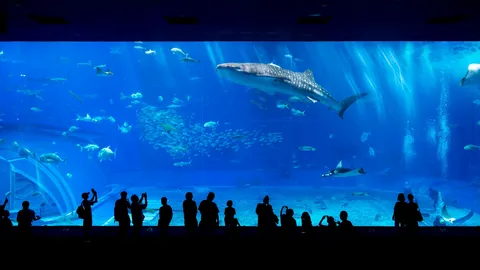 悠久の海、水族館の静寂