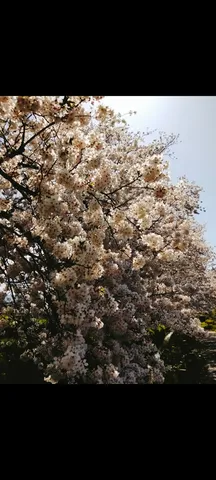 春風に揺れる花の匂い
