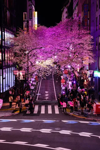 紫桜が街を覆う夜