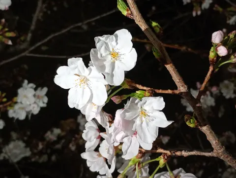 夜に映える白い花の跳躍