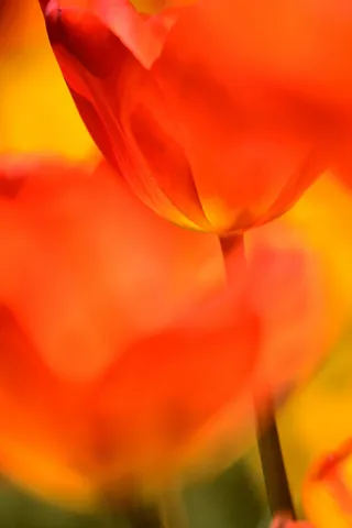 炎の花びらの瞬き