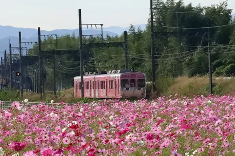 花畑と列車の静景