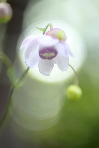 光を透く薄花の瞬き