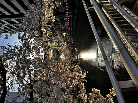 光り輝く桜と水面