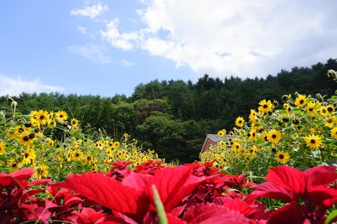 花畑と青空の光景