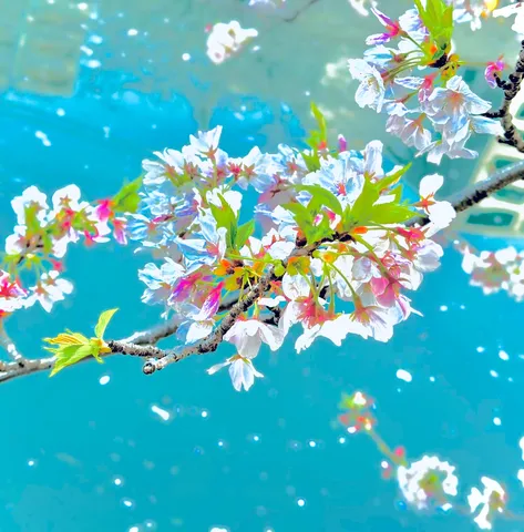 水面に舞う桜の儚さ