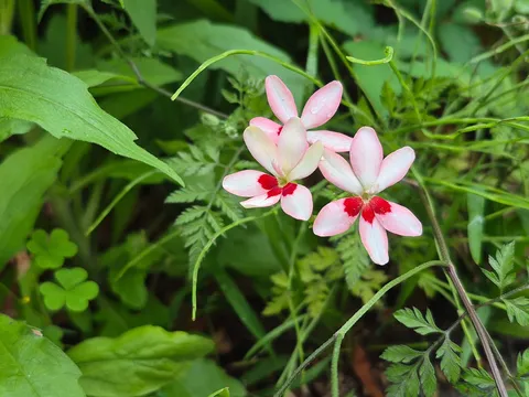 雨粒が光る、可憐な野の花
