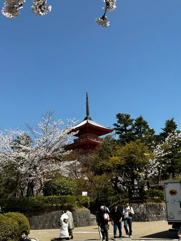 青空に映える紅と桜のコントラスト