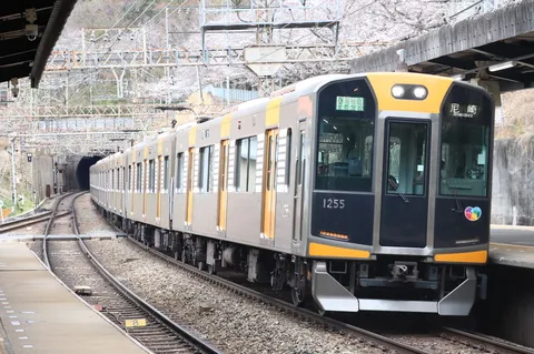 桜景色をゆく電車