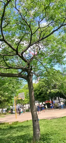 緑の梢に風を聴く午後