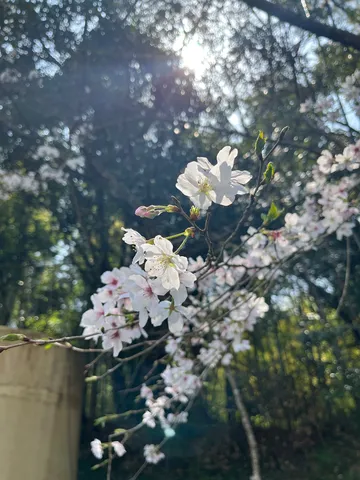 木漏れ日と桜の柔らかな囁き