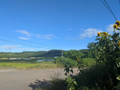 夏空とひまわりの道
