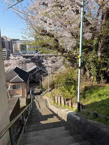 桜舞う、街へ続く階段