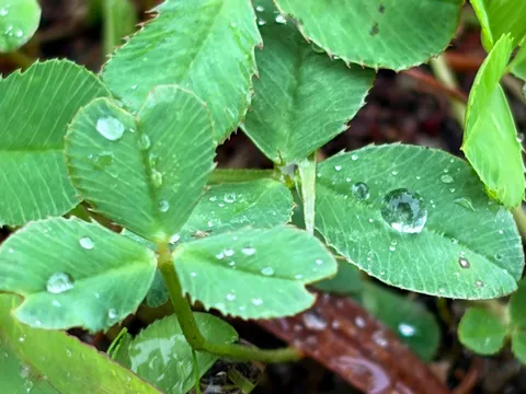 葉上の朝露が輝く