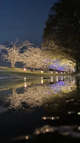 水鏡に揺れる夜桜灯り
