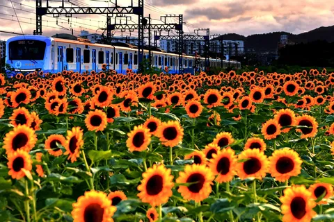 ひまわり畑を走る青い列車