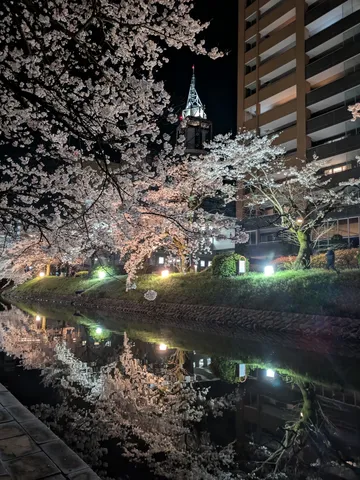 水面に映える夜桜の情景