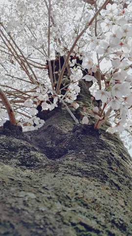 春の木肌と白き花冠
