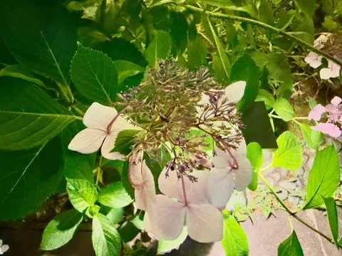 紫陽花の儚い美しさ
