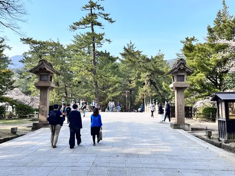 石灯籠が導く春の道
