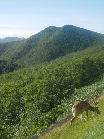 山と鹿のんびり風景