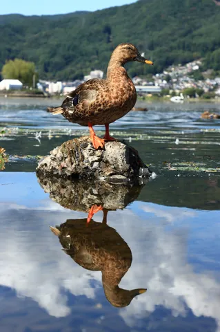 水面に映る、一羽の静かな時間