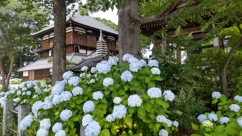 青い額縁の紫陽花と寺