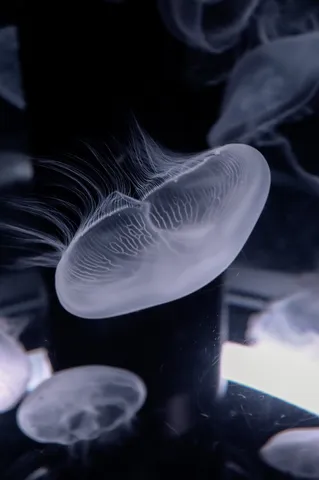 ゆらめくクラゲ、水中の別世界