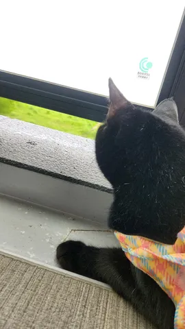 窓辺の黒猫、外の世界へのまなざし