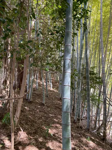 緑深き竹林の小道