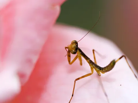 花の上の小さな祈り